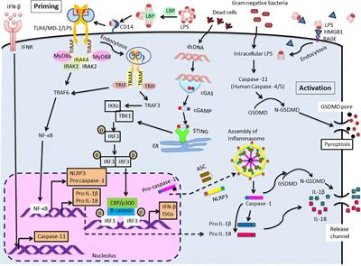 IRF3 function and immunological gaps in sepsis